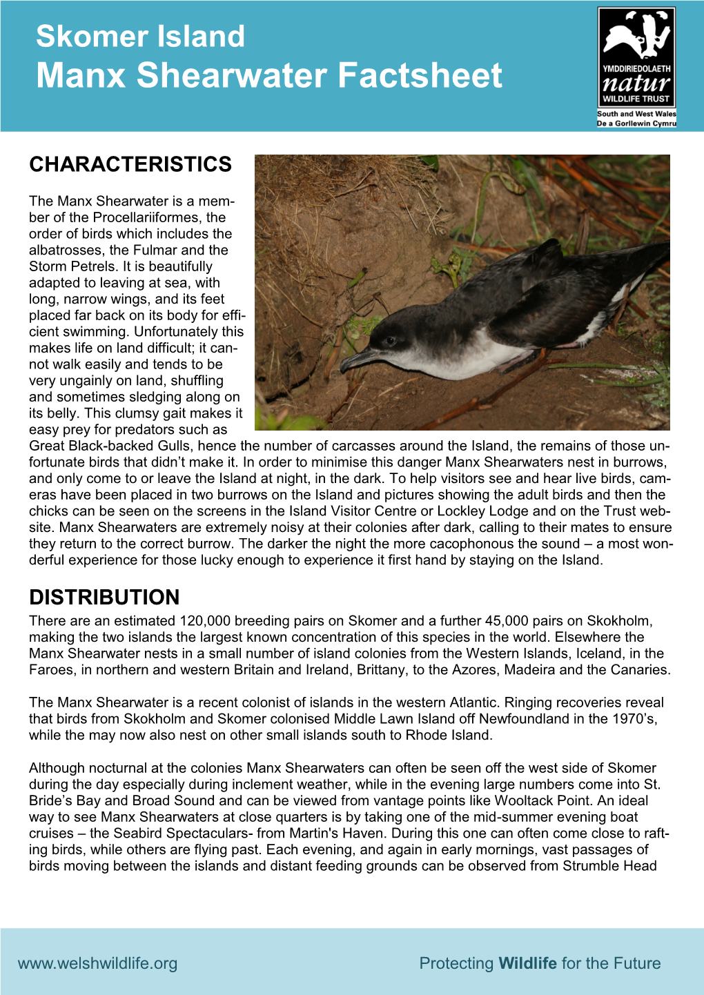 Manx Shearwater Factsheet