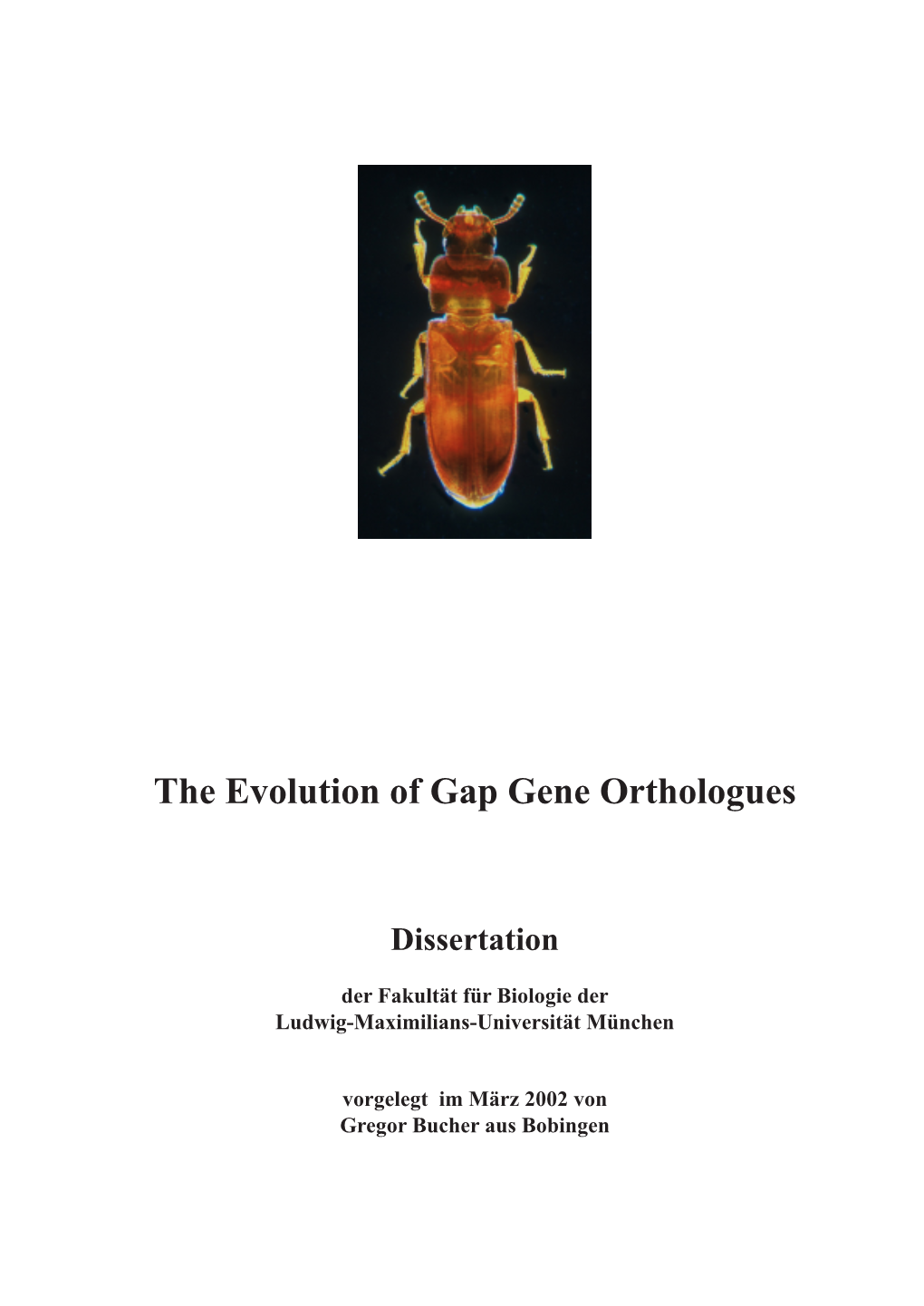 The Evolution of Gap Gene Orthologues