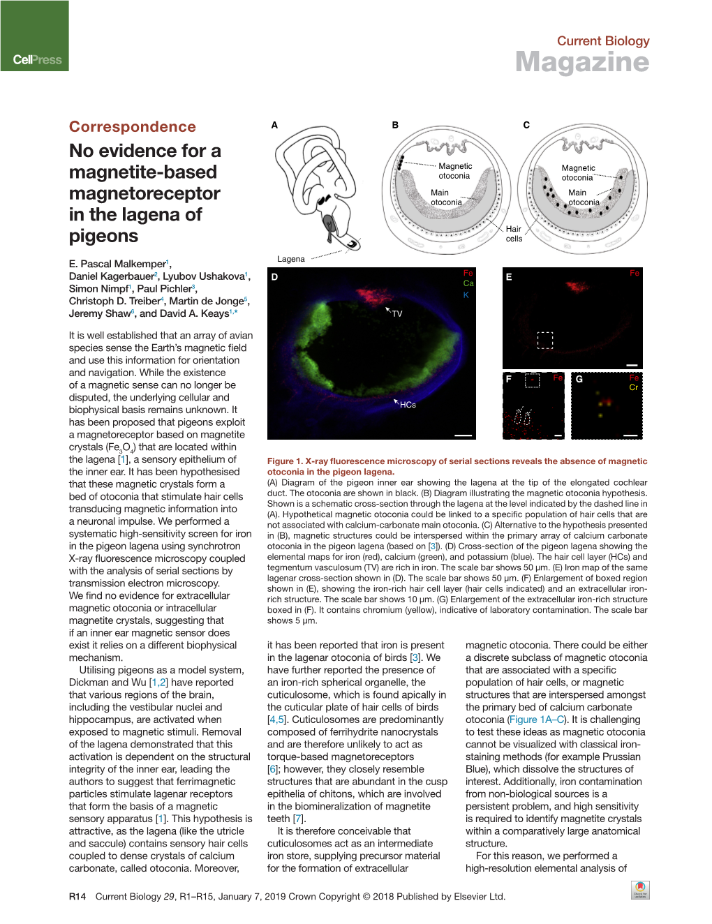 No Evidence for a Magnetite-Based Magnetoreceptor in the Lagena Of