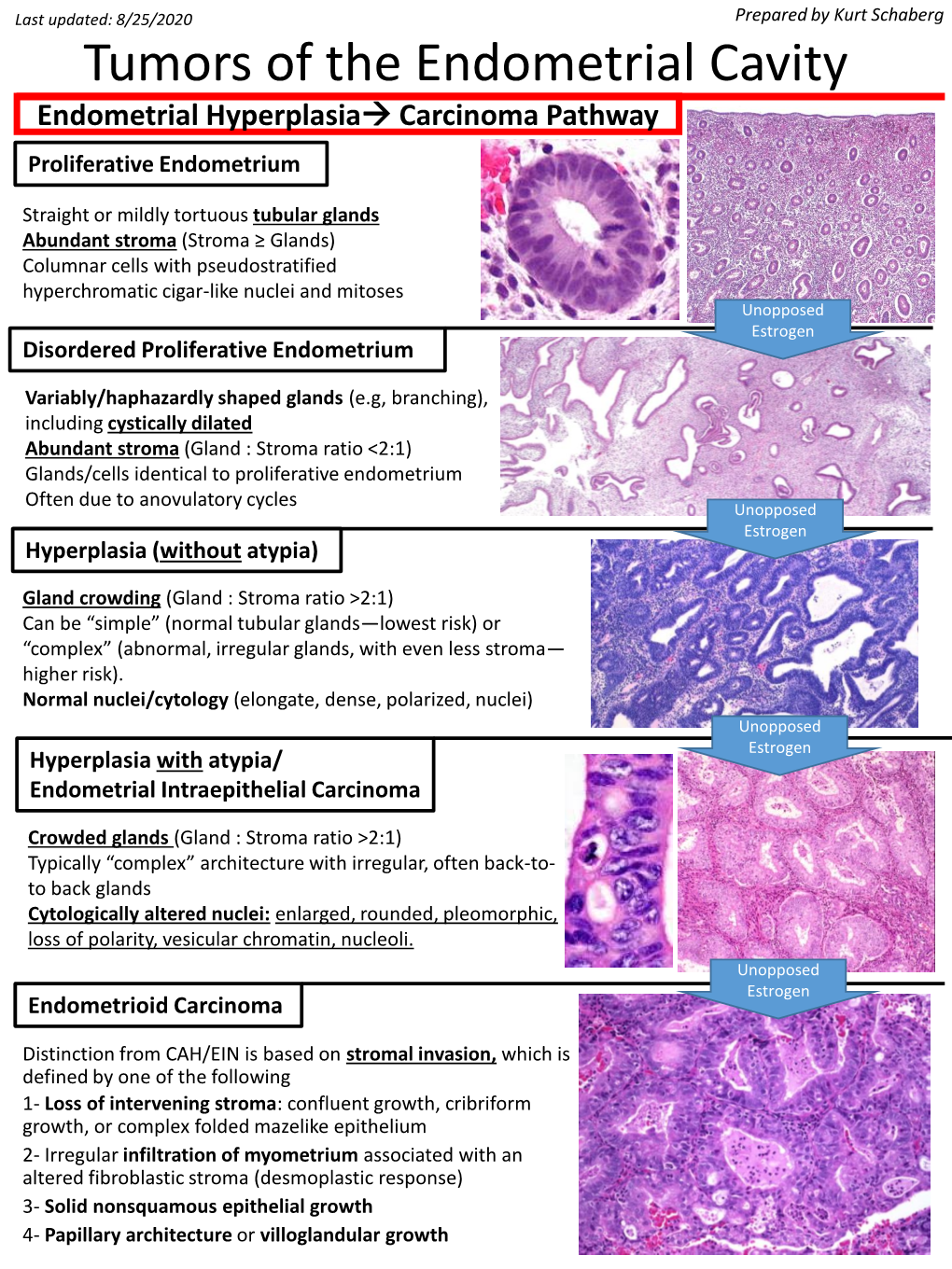 Tumors of the Endometrial Cavity Endometrial Hyperplasia→ Carcinoma Pathway Proliferative Endometrium