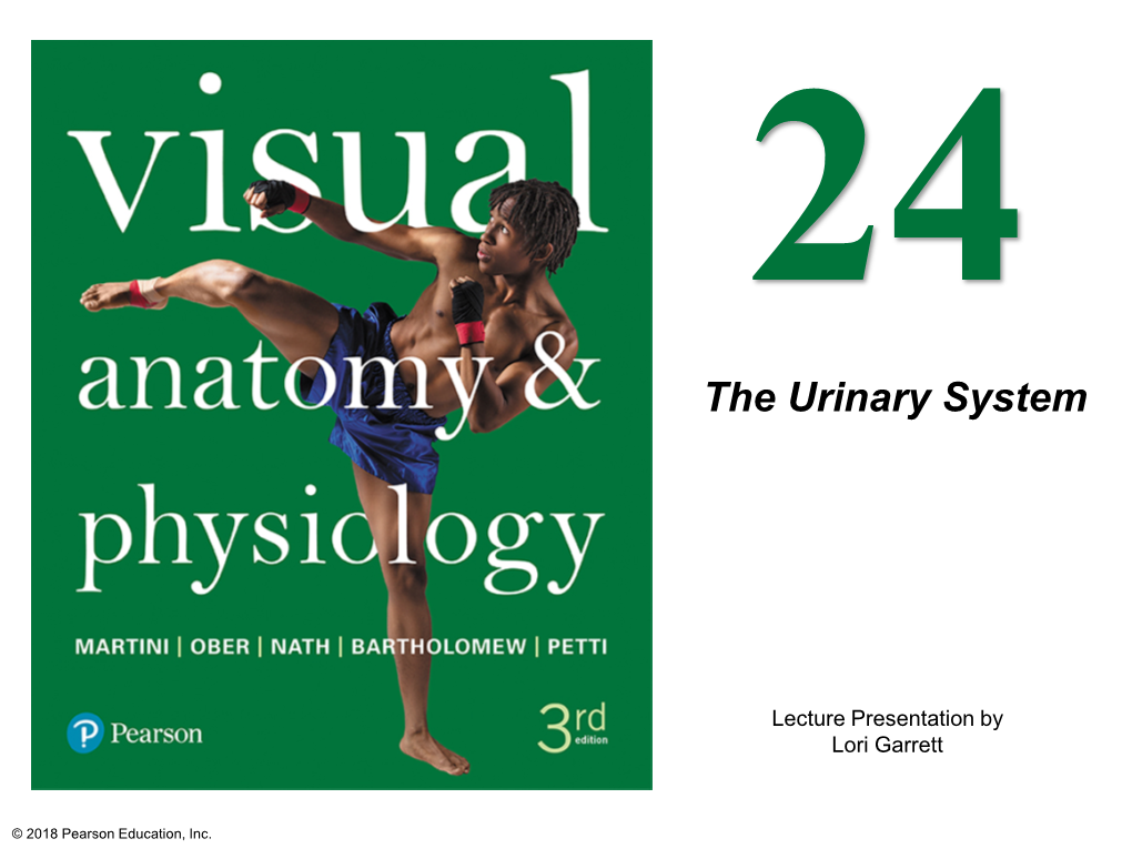 The Urinary System