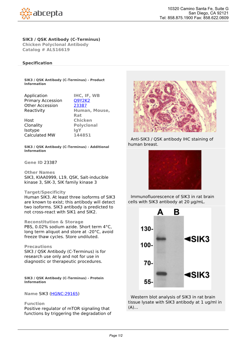 SIK3 / QSK Antibody (C-Terminus) Chicken Polyclonal Antibody Catalog # ALS16619