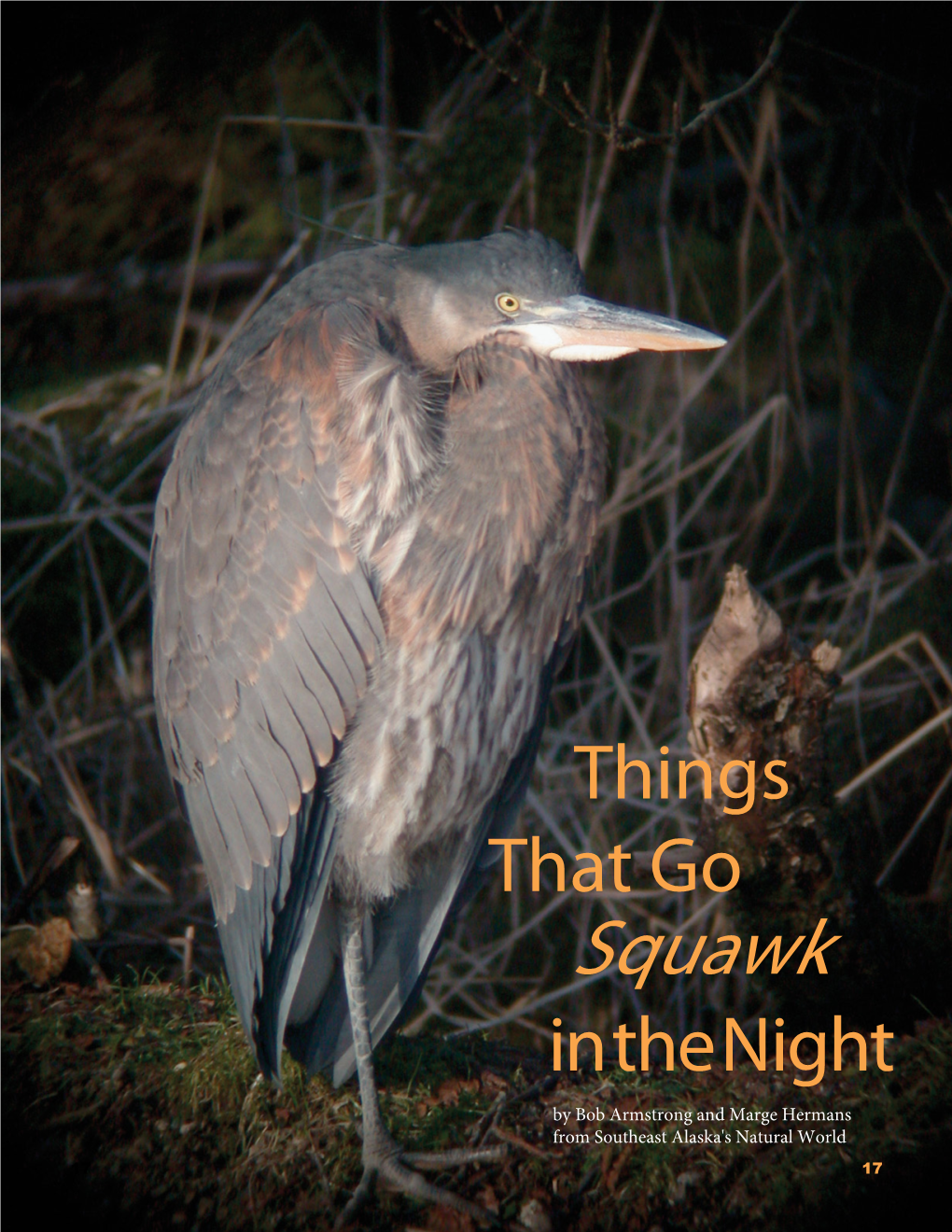 Things That Go Squawk in the Night (Great Blue Herons)