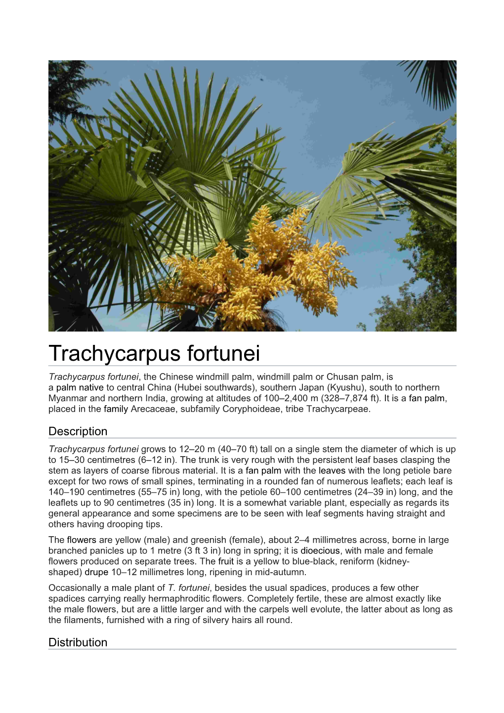 Trachycarpus Fortunei