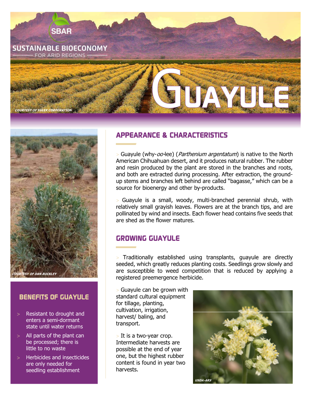 Guayule (Why-Oo-Lee) (Parthenium Argentatum) Is Native to the North American Chihuahuan Desert, and It Produces Natural Rubber