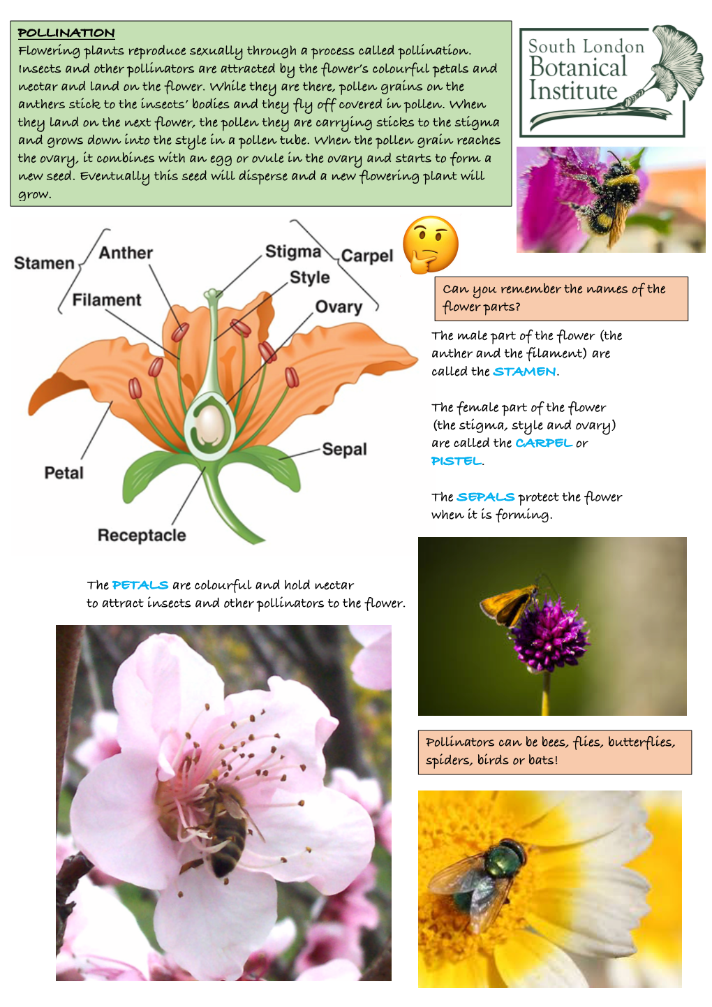 Dissecting a Flower You Will Need: Some Carefully Collected Flowers, Tweezers, Sticky Tape, and Paper Or Card