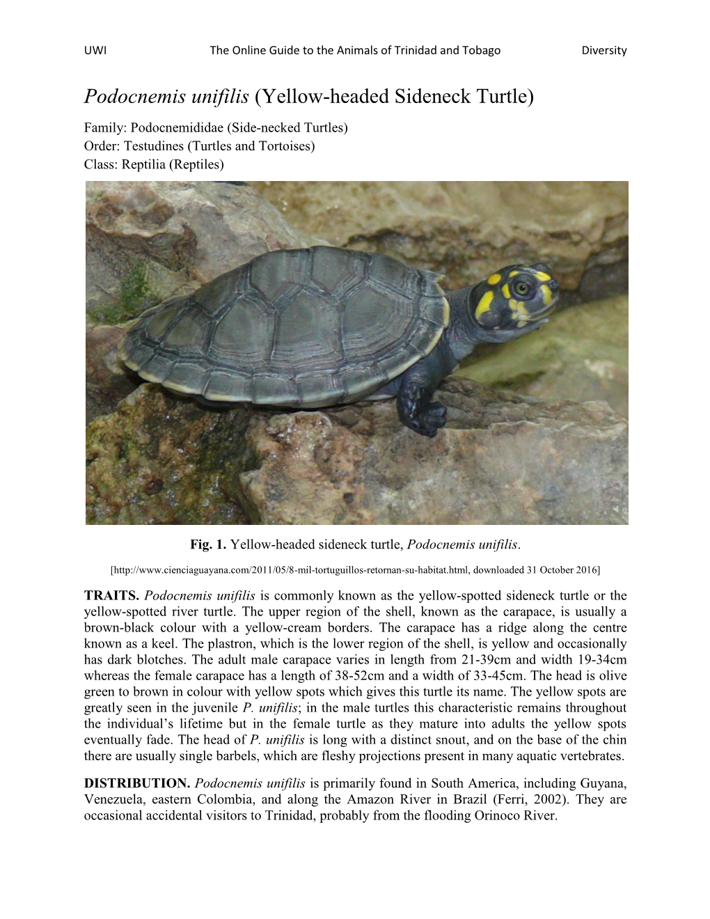 Podocnemis Unifilis (Yellow-Headed Sideneck Turtle) Family: Podocnemididae (Side-Necked Turtles) Order: Testudines (Turtles and Tortoises) Class: Reptilia (Reptiles)