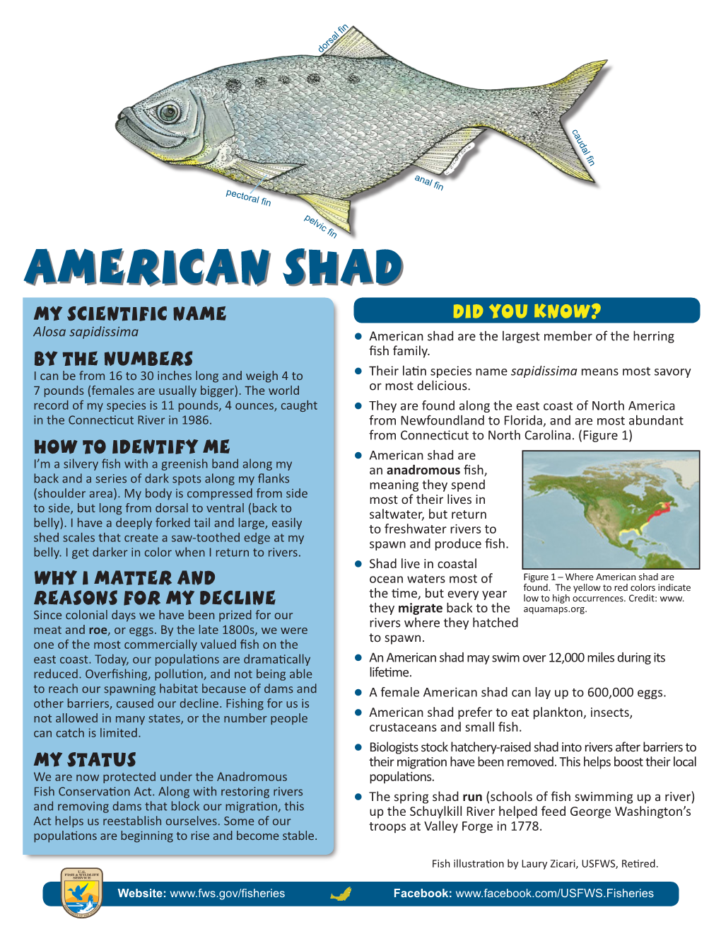 American Shad Handout