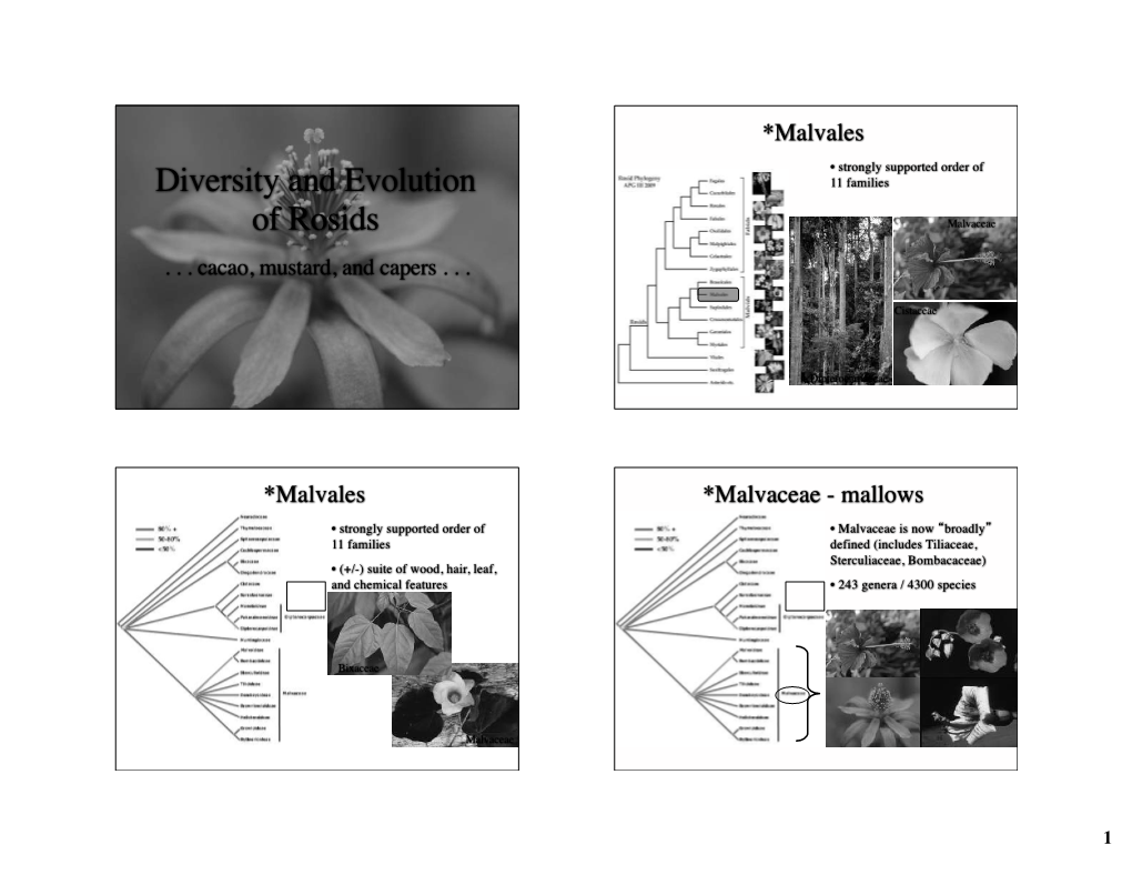 Diversity and Evolution of Rosids