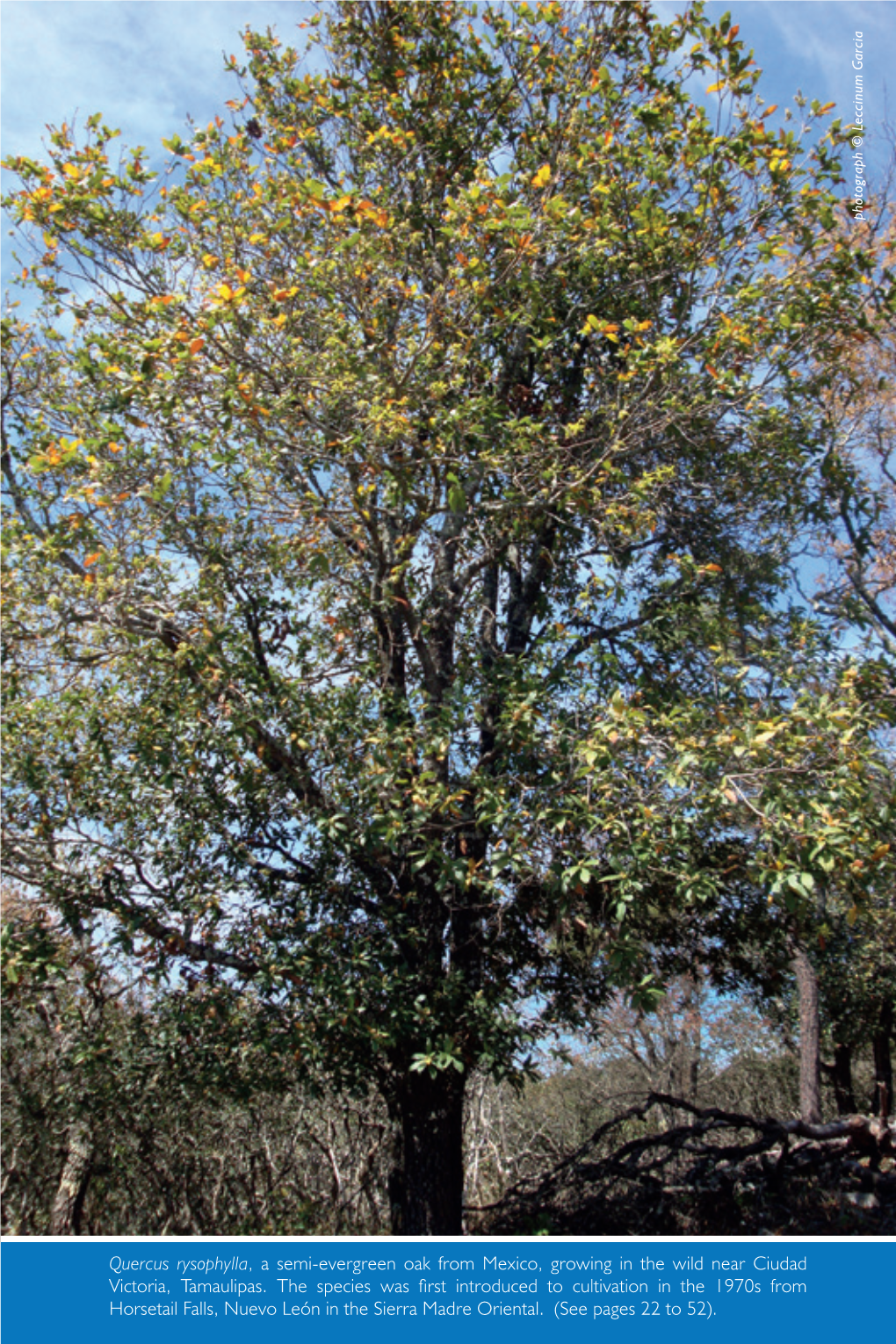 Quercus Rysophylla , a Semi-Evergreen Oak from Mexico, Growing in the Wild Near Ciudad (See Pages22 To52)