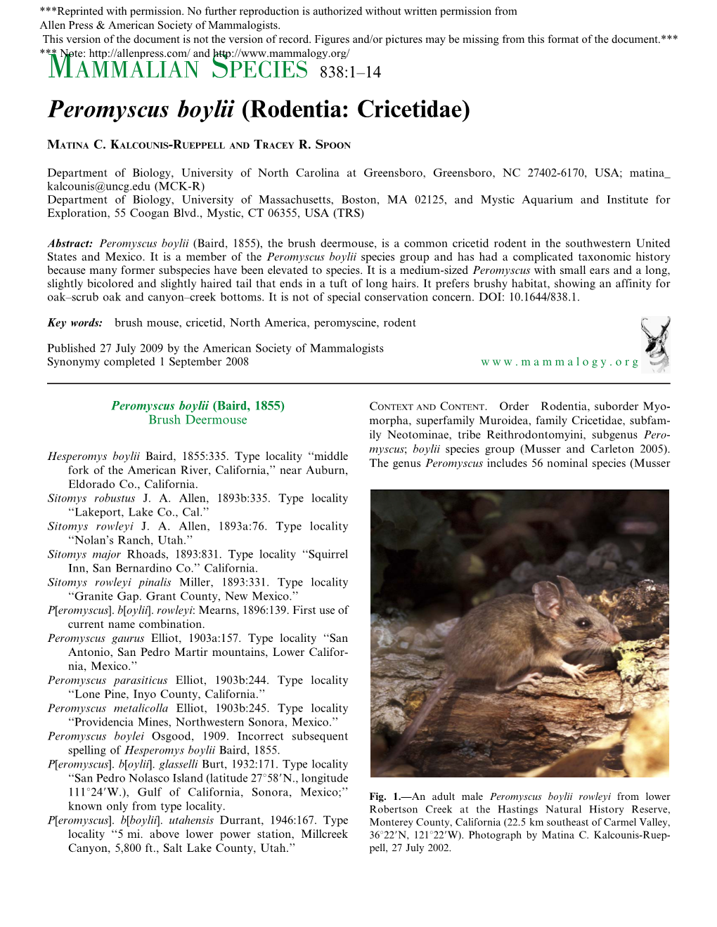 Peromyscus Boylii (Rodentia: Cricetidae)