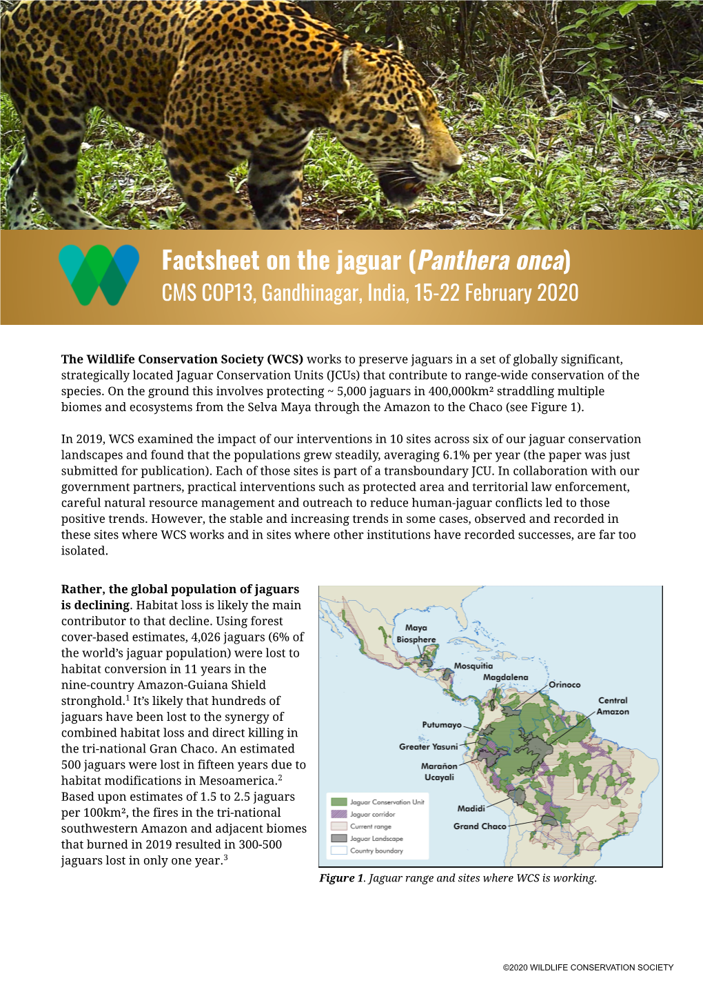 Factsheet on the Jaguar (Panthera Onca) CMS COP13, Gandhinagar, India, 15-22 February 2020