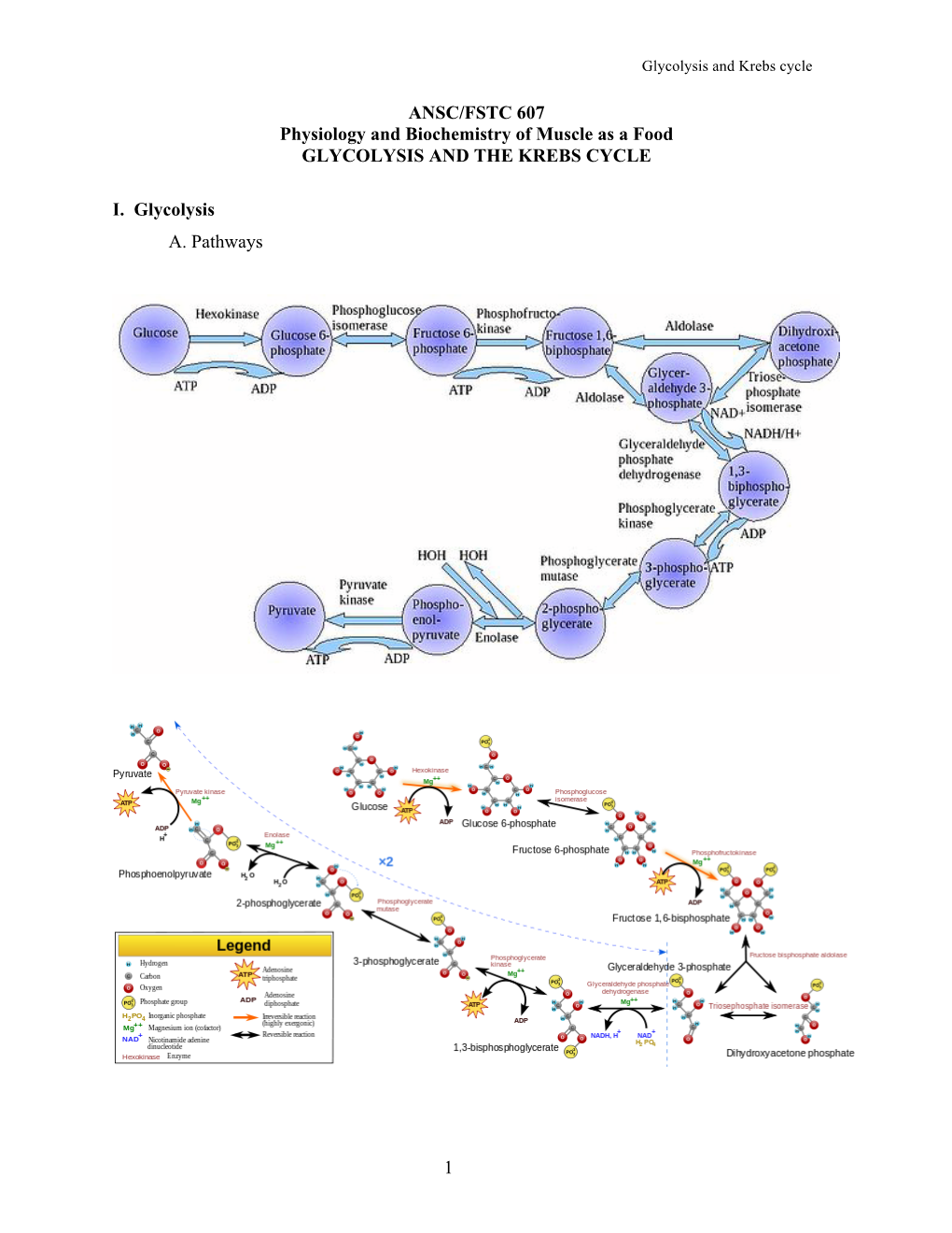 7. Glycolysis and the TCA Cycle