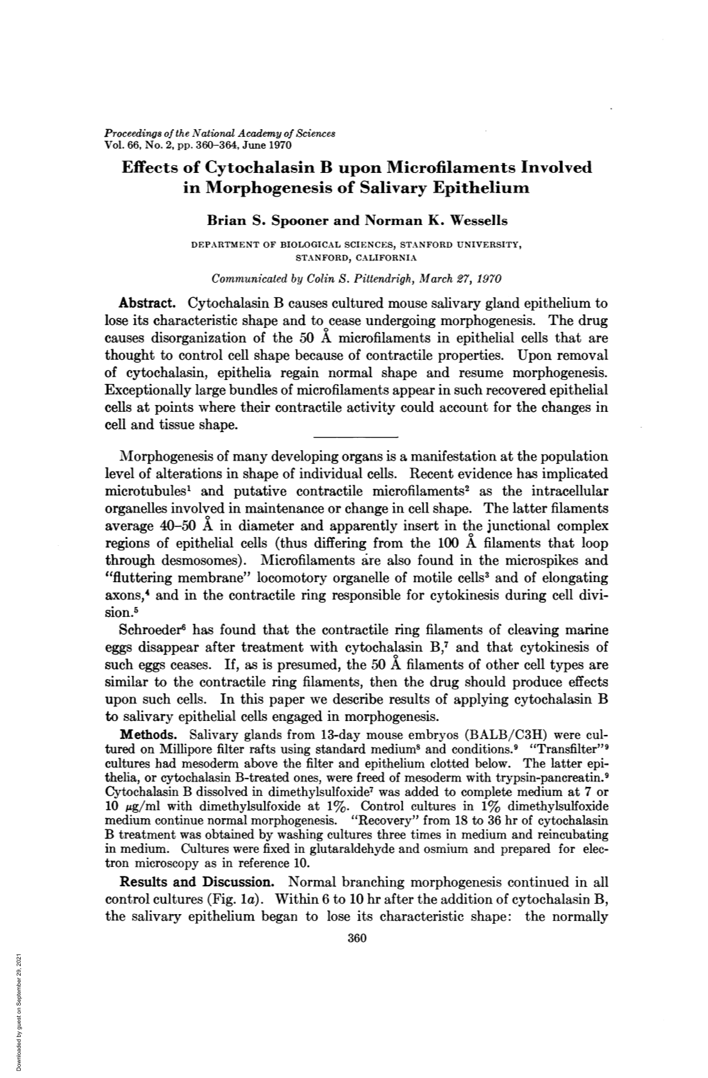 Effects of Cytochalasin B Upon Microfilaments Involved in Morphogenesis of Salivary Epithelium Brian S