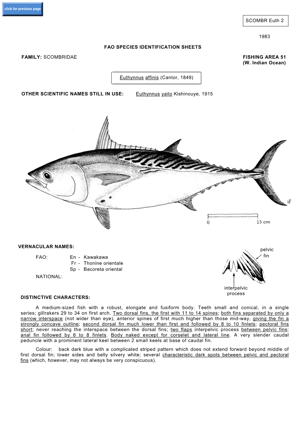 Euthynnus Affinis (Cantor, 1849)