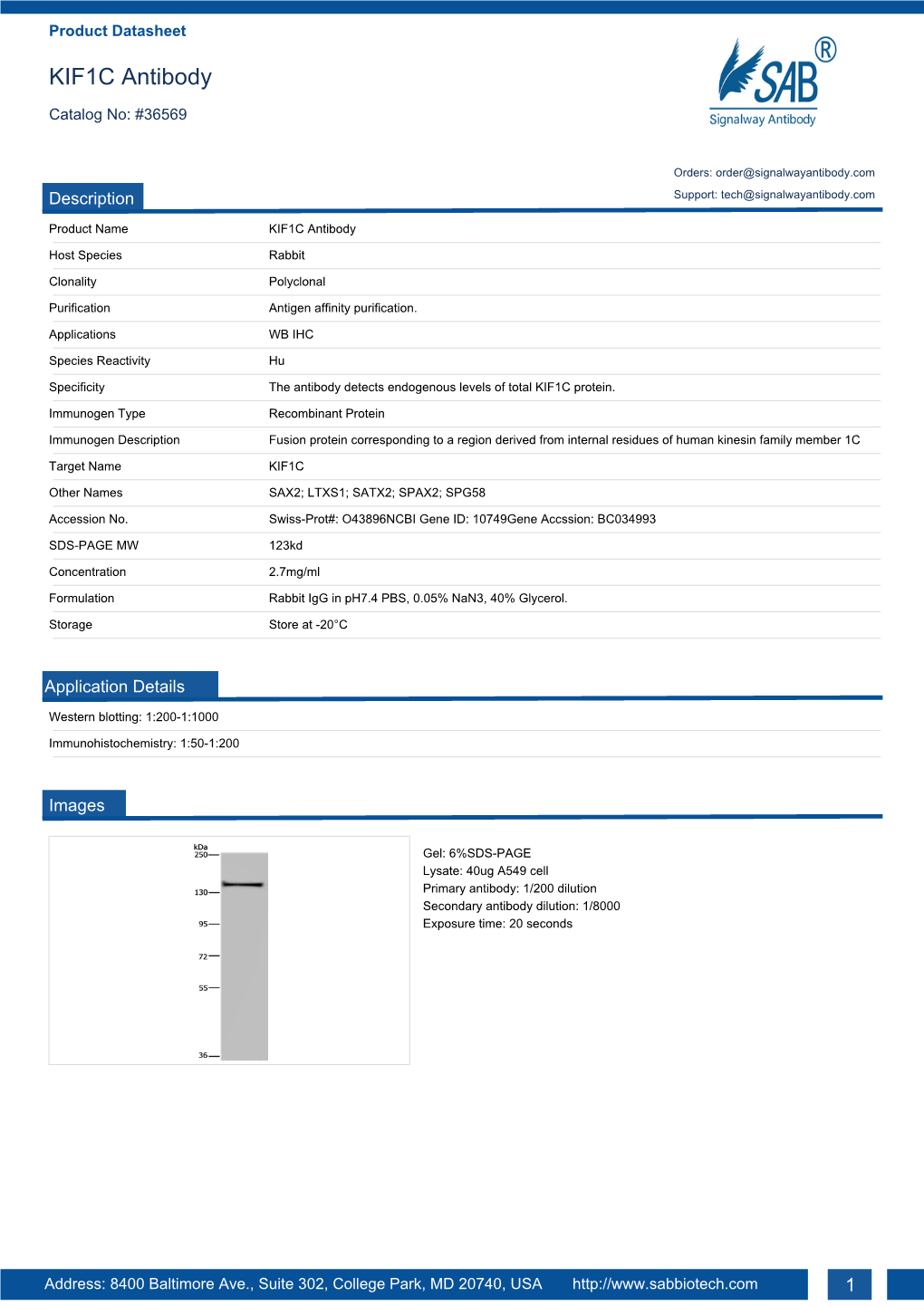 KIF1C Antibody