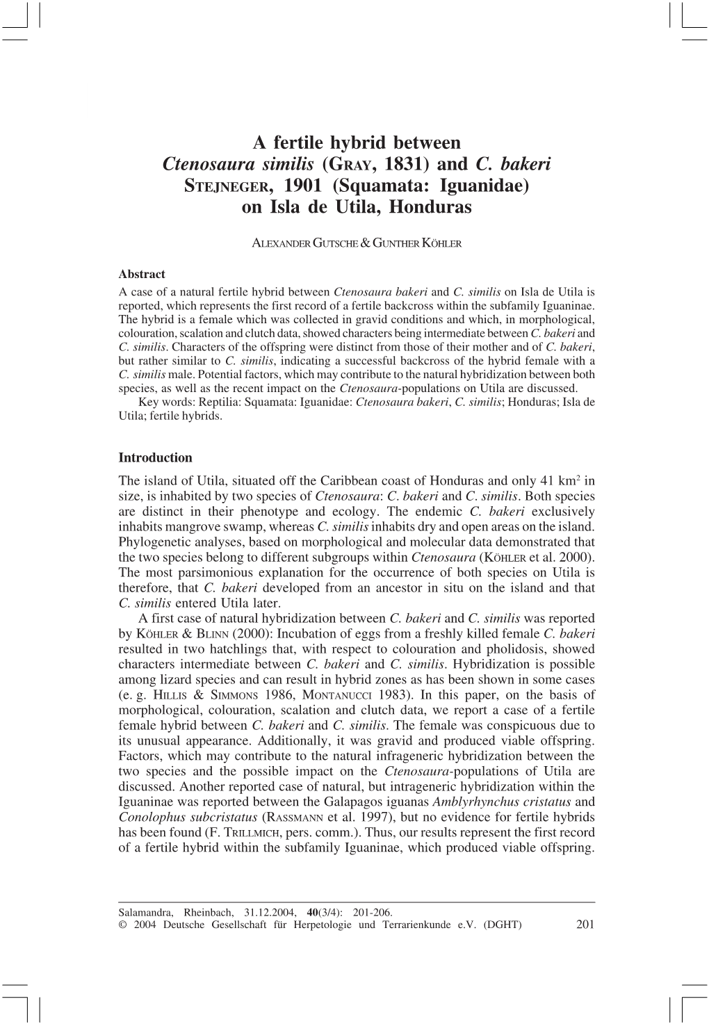 A Fertile Hybrid Between Ctenosaura Similis and C