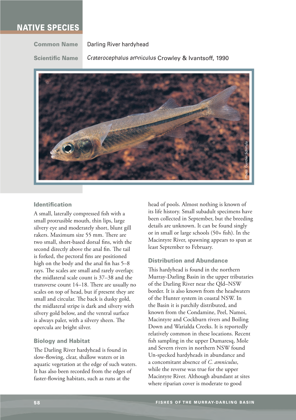 Factsheet Native Darling River Hardyhead