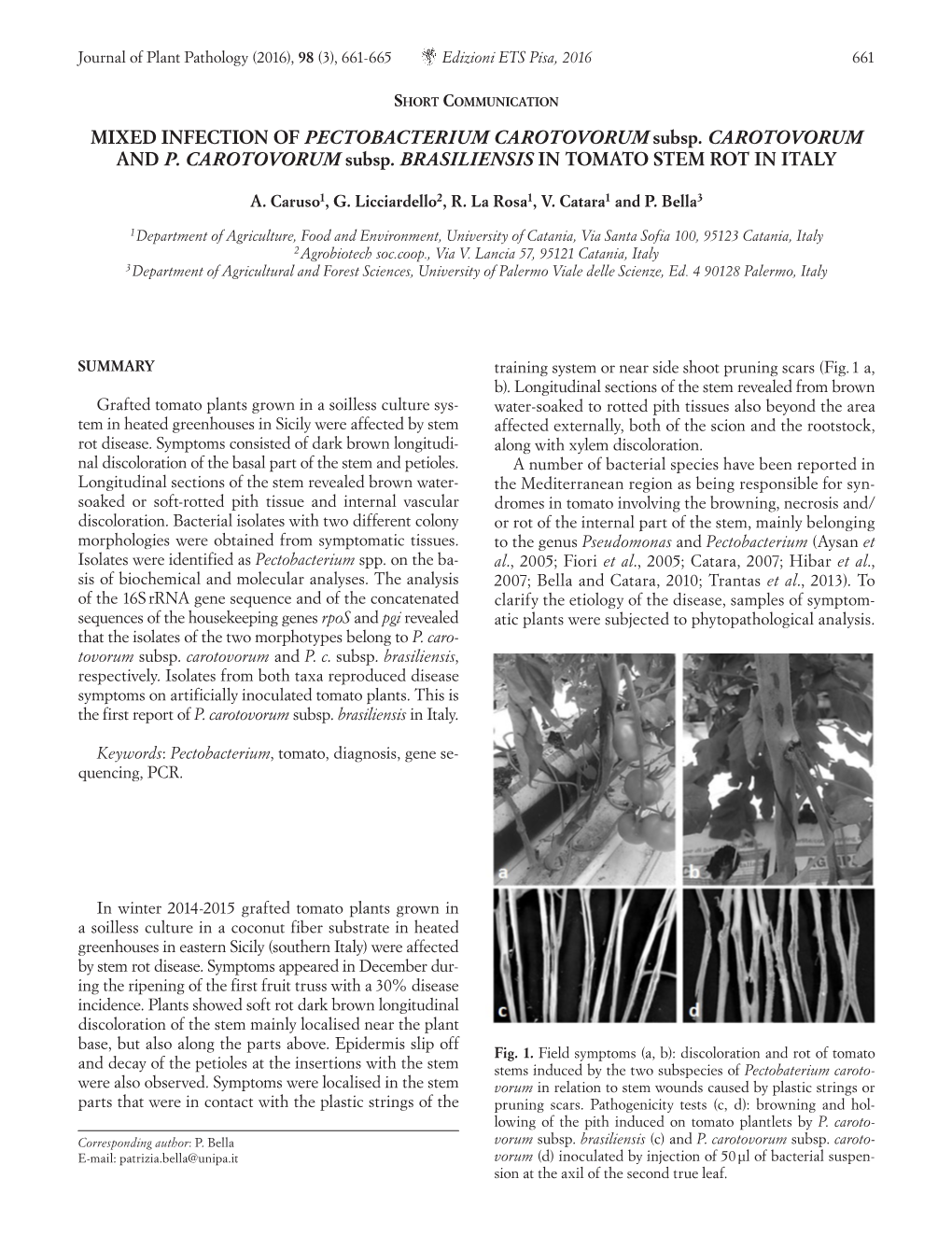 MIXED INFECTION of PECTOBACTERIUM CAROTOVORUM Subsp. CAROTOVORUM and P