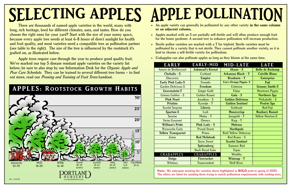 Apples: Rootstock Growth Habits