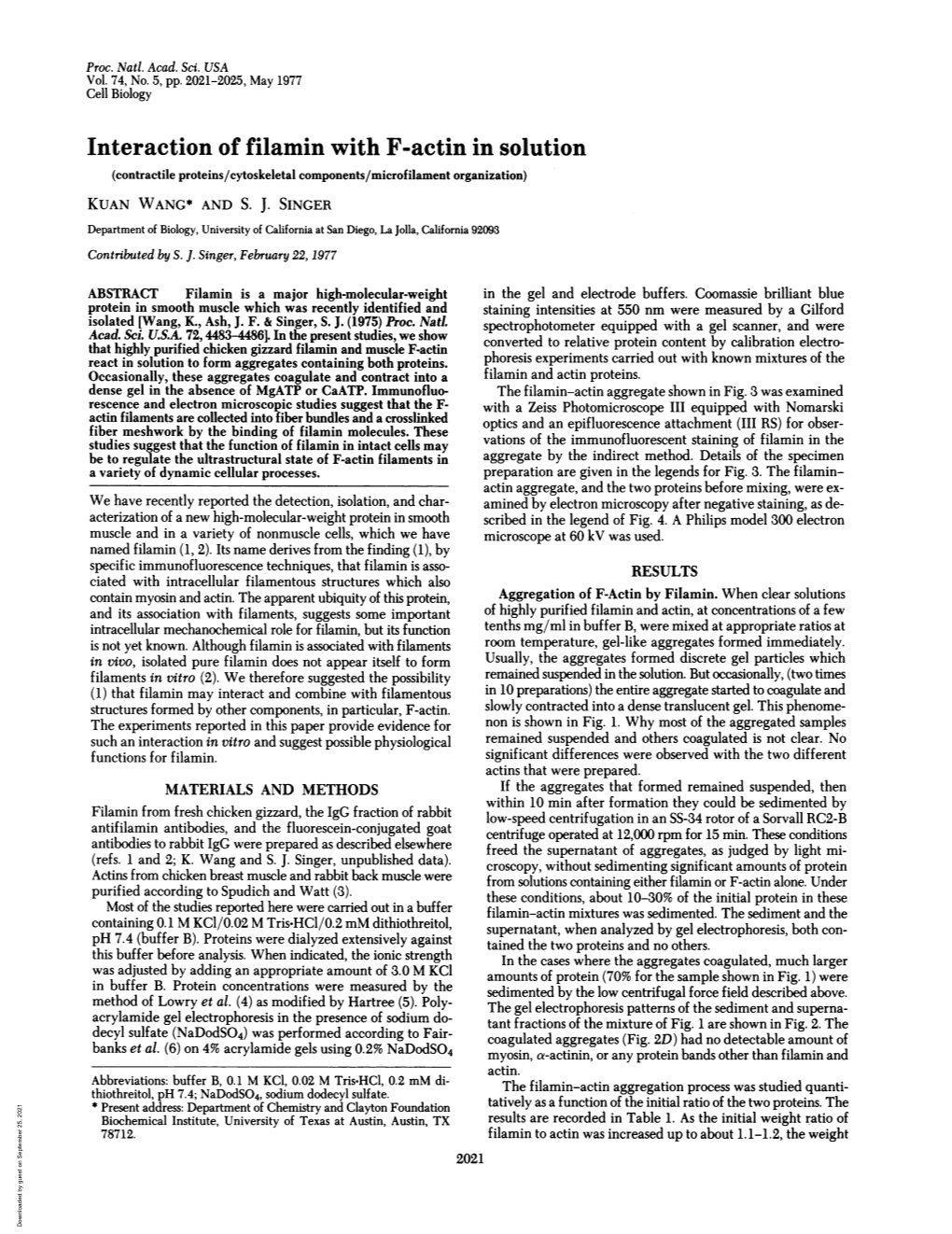 Interaction of Filamin with F-Actin in Solution (Contractile Proteins/Cytoskeletal Components/Microfilament Organization) KUAN WANG* and S