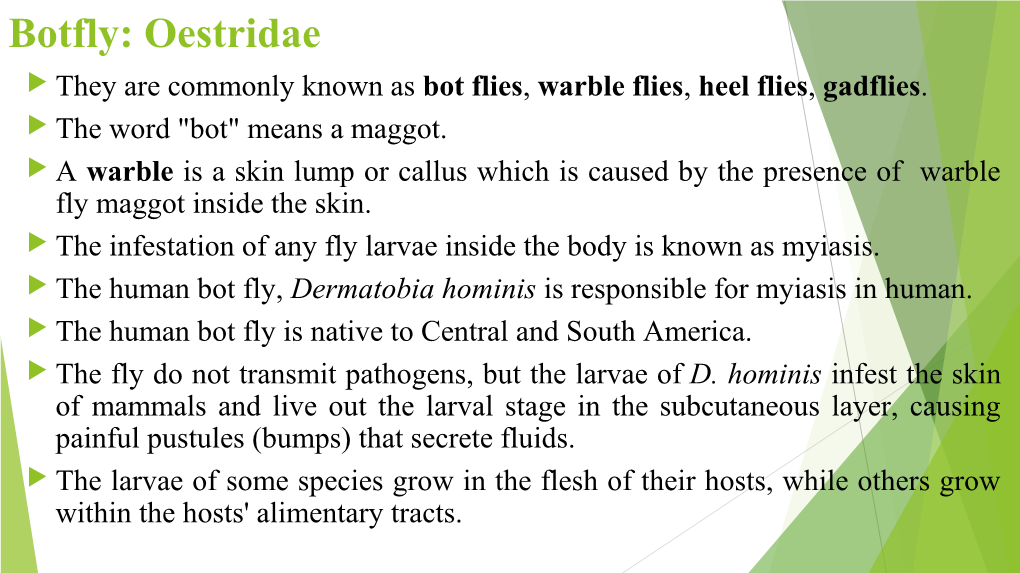Botfly: Oestridae  They Are Commonly Known As Bot Flies, Warble Flies, Heel Flies, Gadflies