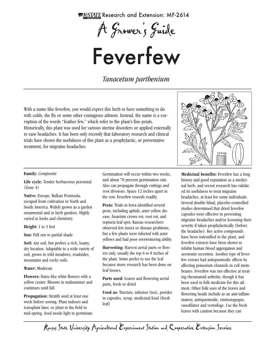 Feverfew Tanacetum Parthenium