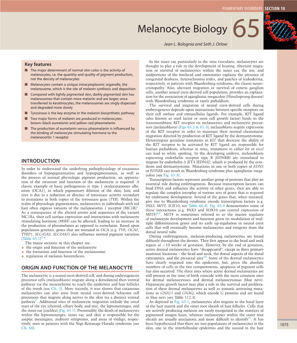 Melanocyte Biology 65 Jean L
