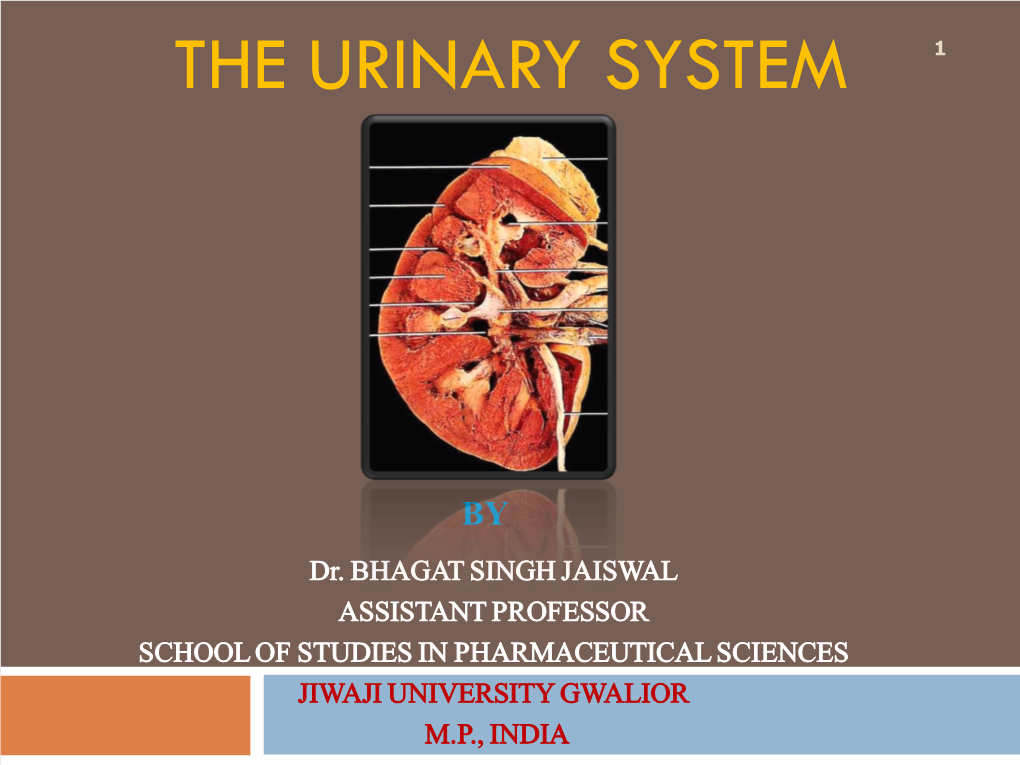 Urinary System 1