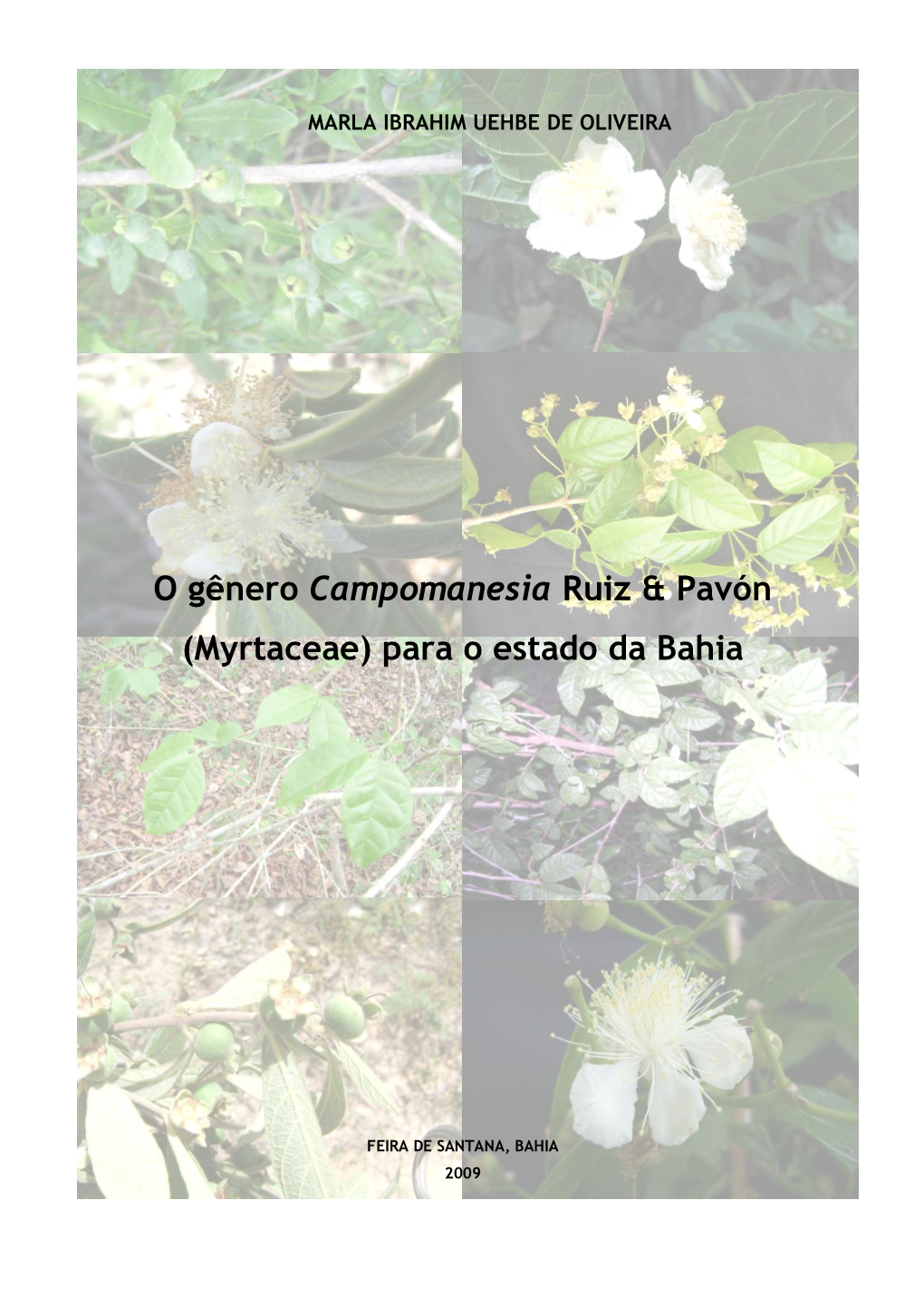 O Gênero Campomanesia Ruiz & Pavón (Myrtaceae)