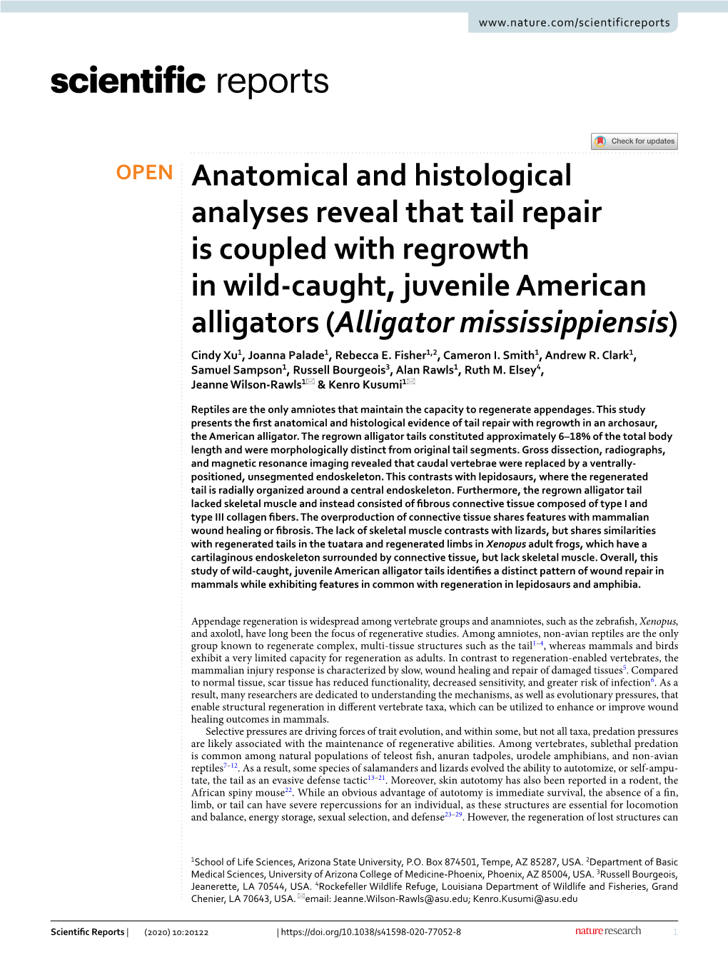 Anatomical and Histological Analyses Reveal That Tail Repair Is Coupled with Regrowth in Wild-Caught, Juvenile American Alligato