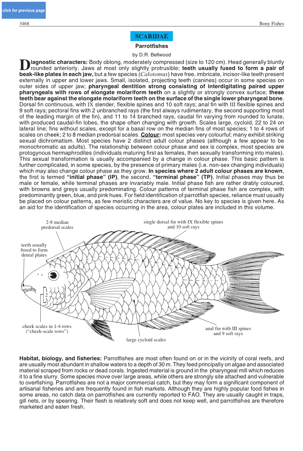 SCARIDAE Parrotfishes by D.R