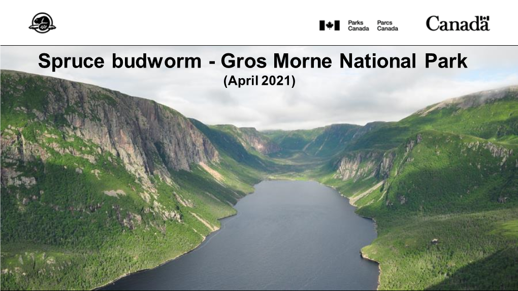 Spruce Budworm - Gros Morne National Park (April 2021)