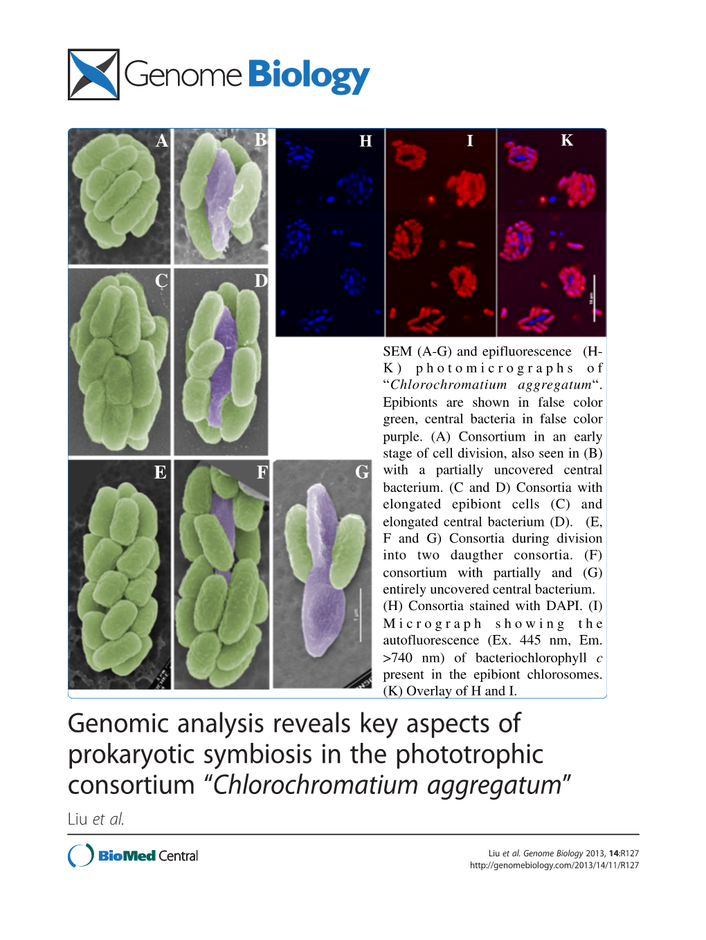 Genomic Analysis Reveals Key Aspects of Prokaryotic Symbiosis in the Phototrophic Consortium “Chlorochromatium Aggregatum” Liu Et Al