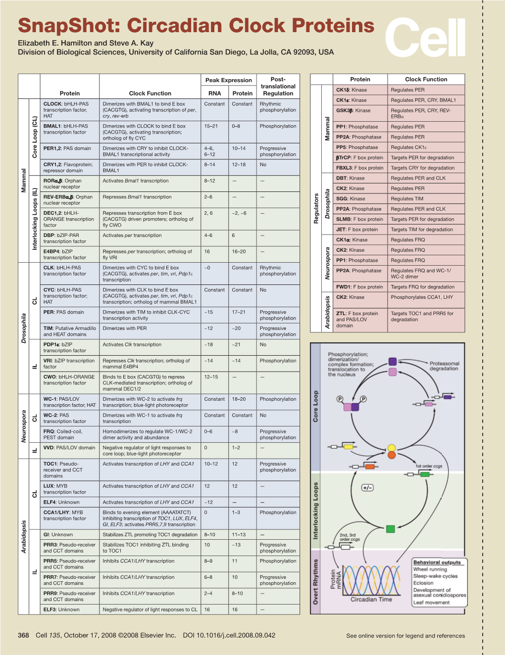 Snapshot: Circadian Clock Proteins Elizabeth E