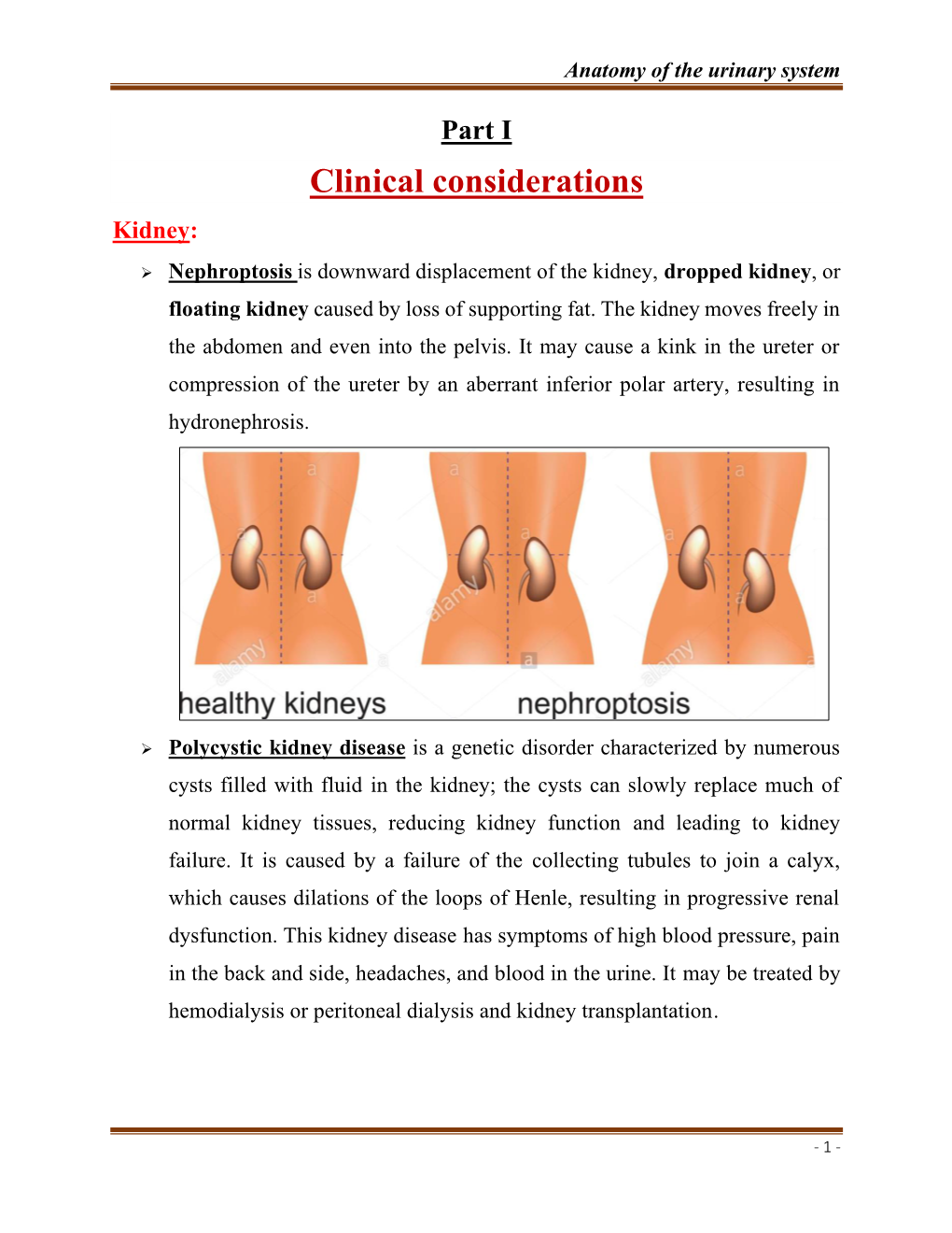 Anatomy of the Urinary System