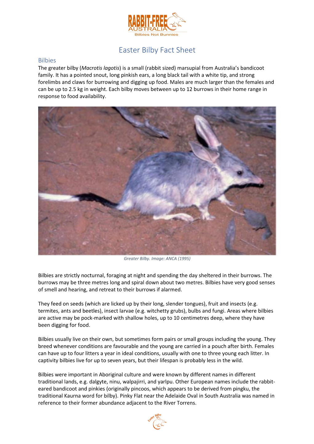 Easter Bilby Fact Sheet Bilbies the Greater Bilby (Macrotis Lagotis) Is a Small (Rabbit Sized) Marsupial from Australia’S Bandicoot Family