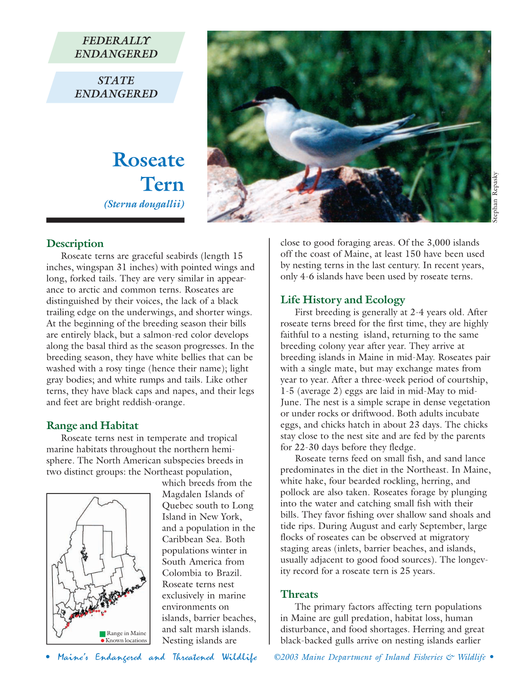 Roseate Tern (Sterna Dougallii) Stephan Repasky