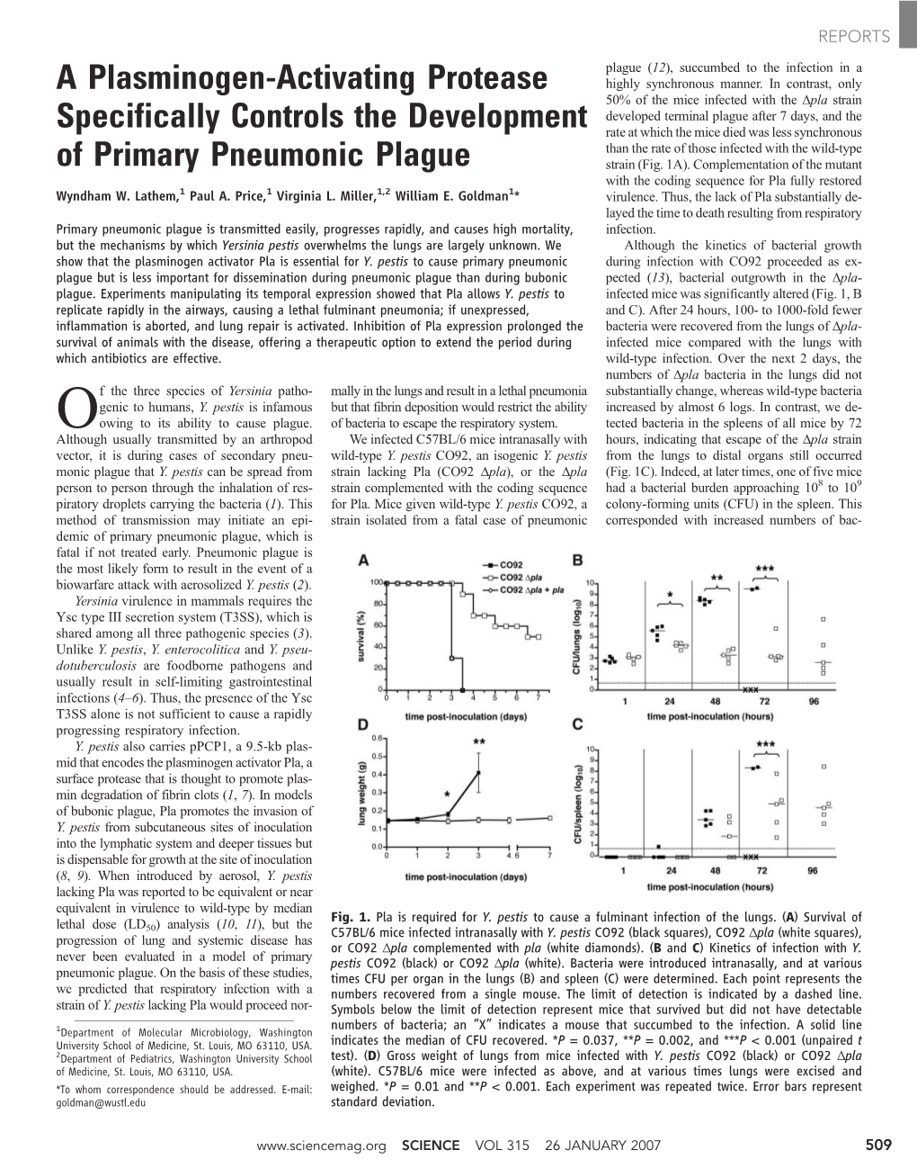 A Plasminogen-Activating Protease Specifically Controls The