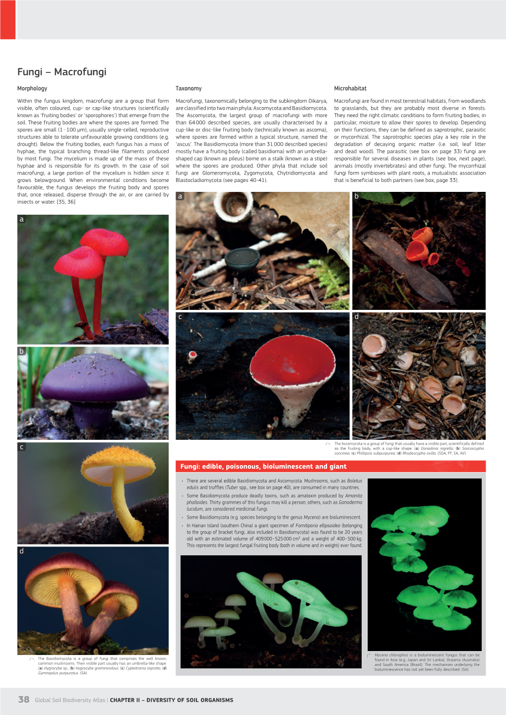 Fungi – Macrofungi