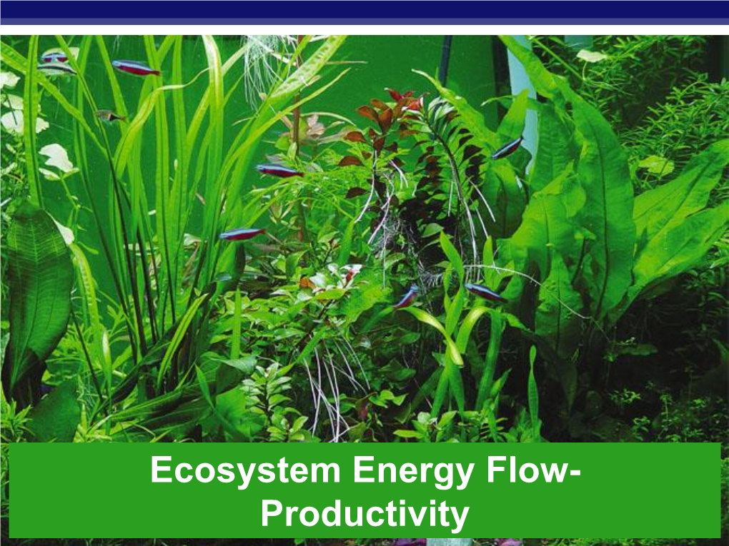 Ecosystem Energy Flow- Productivity Studying Organisms in Their Environment