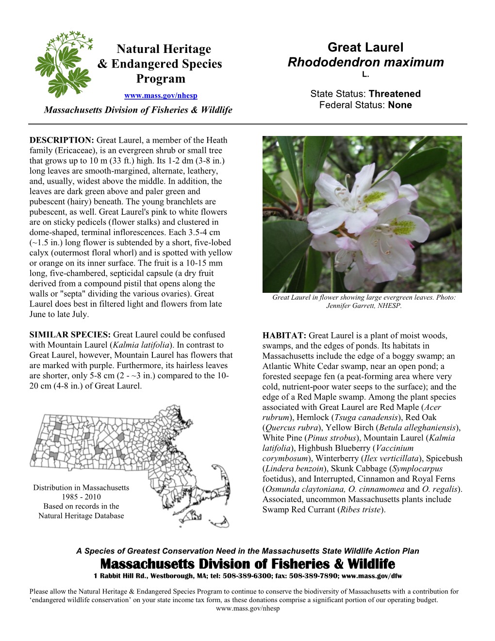Great Laurel & Endangered Species Rhododendron Maximum L