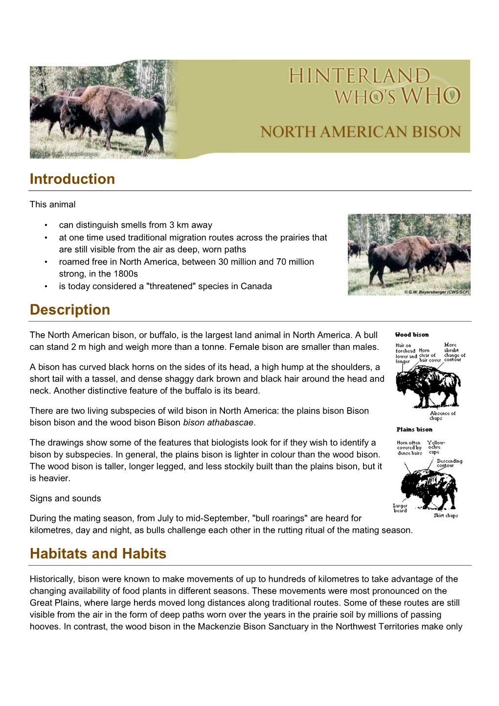 North American Bison, Or Buffalo, Is the Largest Land Animal in North America