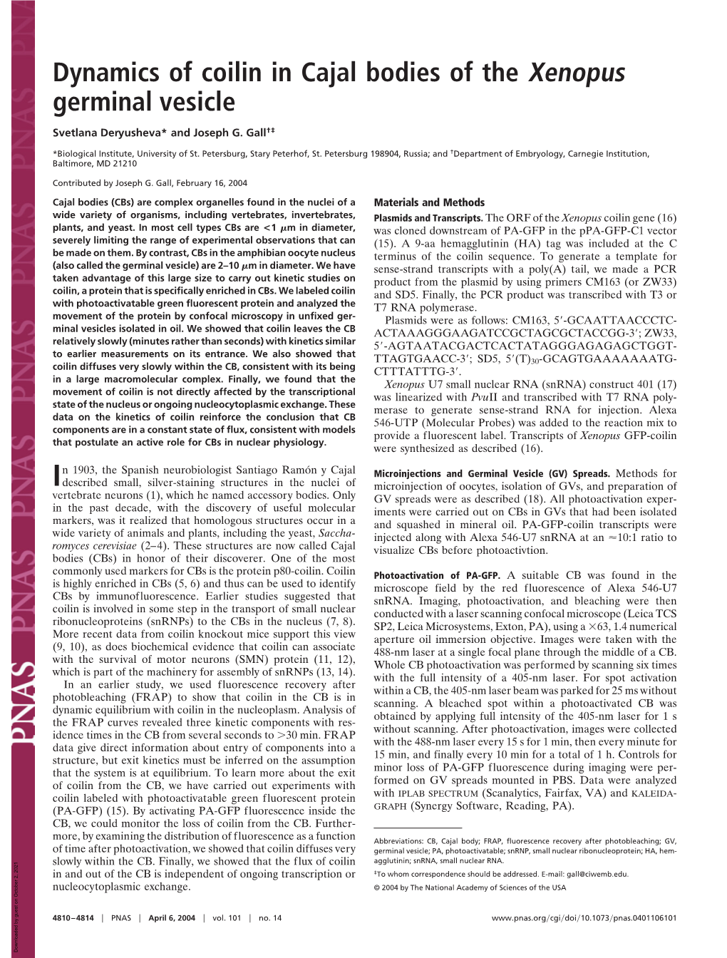 Dynamics of Coilin in Cajal Bodies of the Xenopus Germinal Vesicle