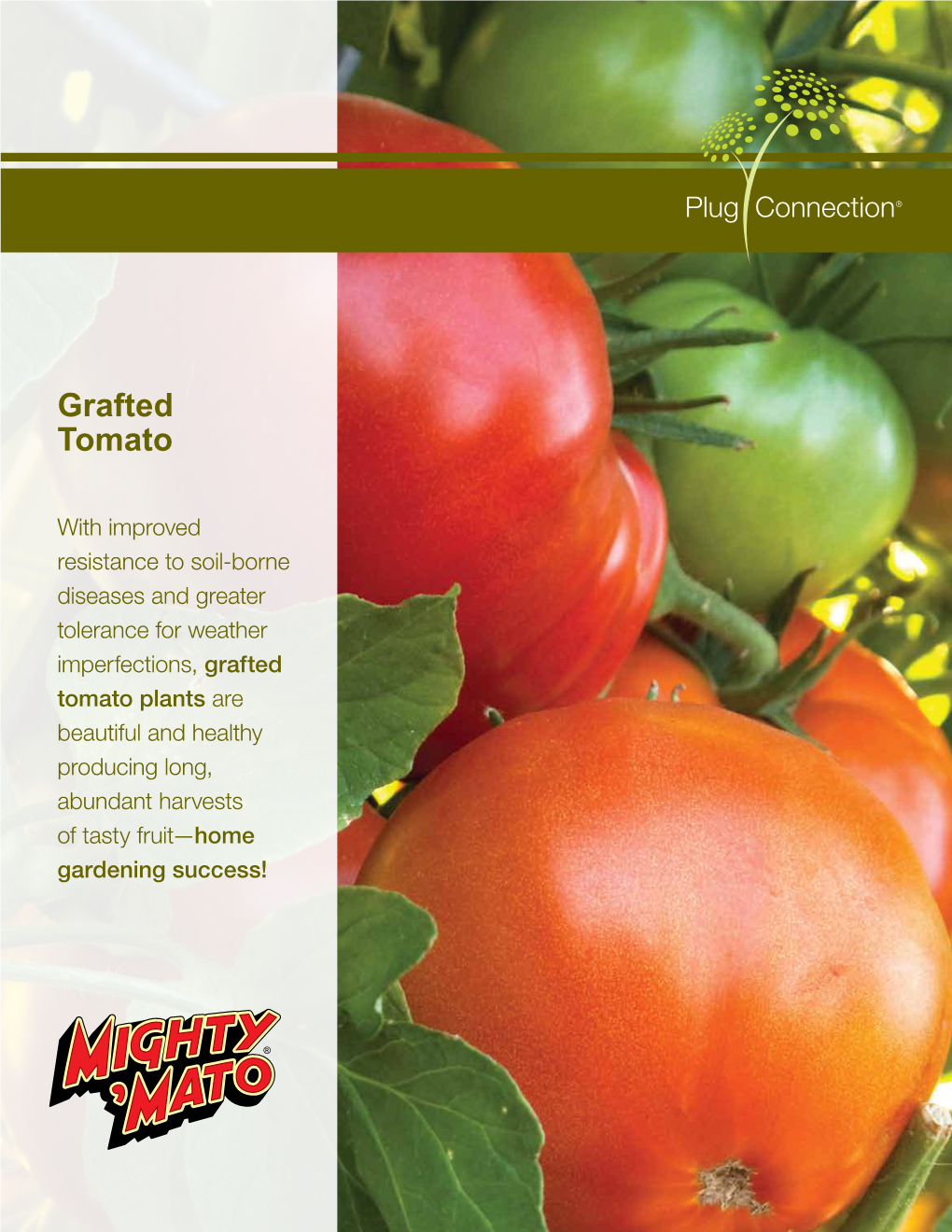 Grafted Tomato