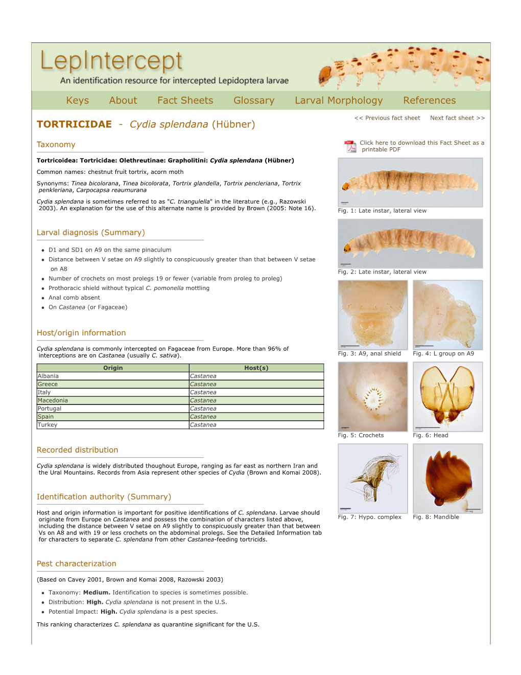 Cydia Splendana (Hübner)