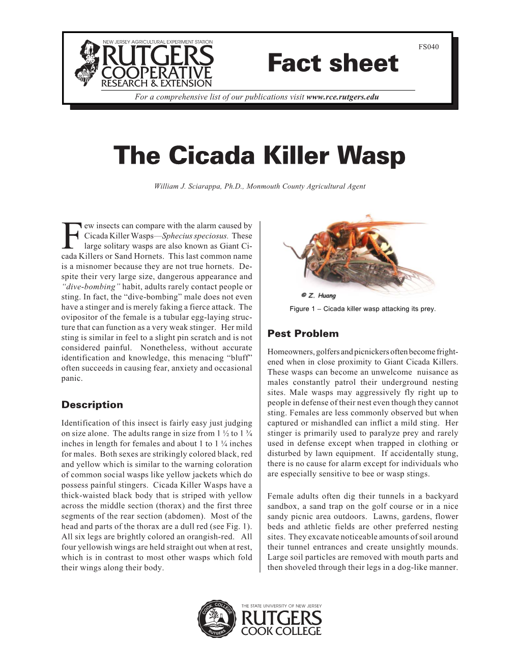 The Cicada Killer Wasp