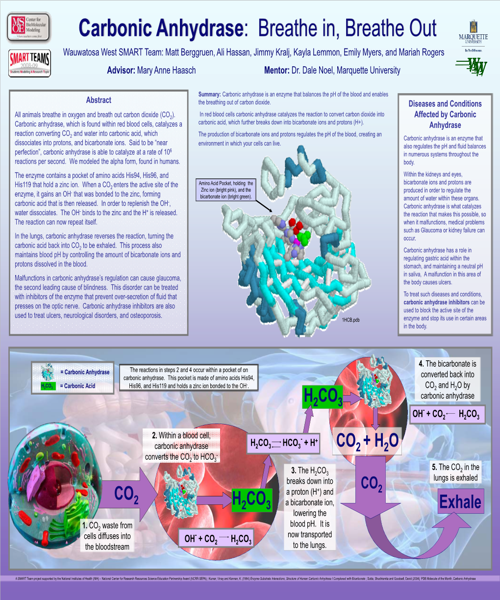 Carbonic Anhydrase: Breathe In, Breathe