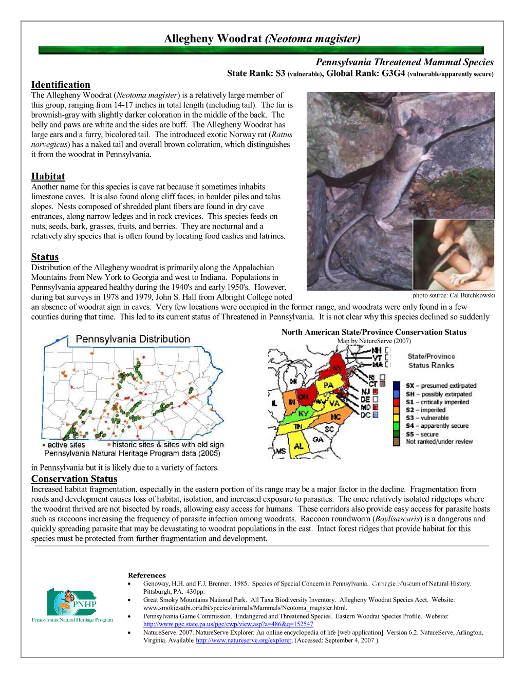 Allegheny Woodrat (Neotoma Magister)