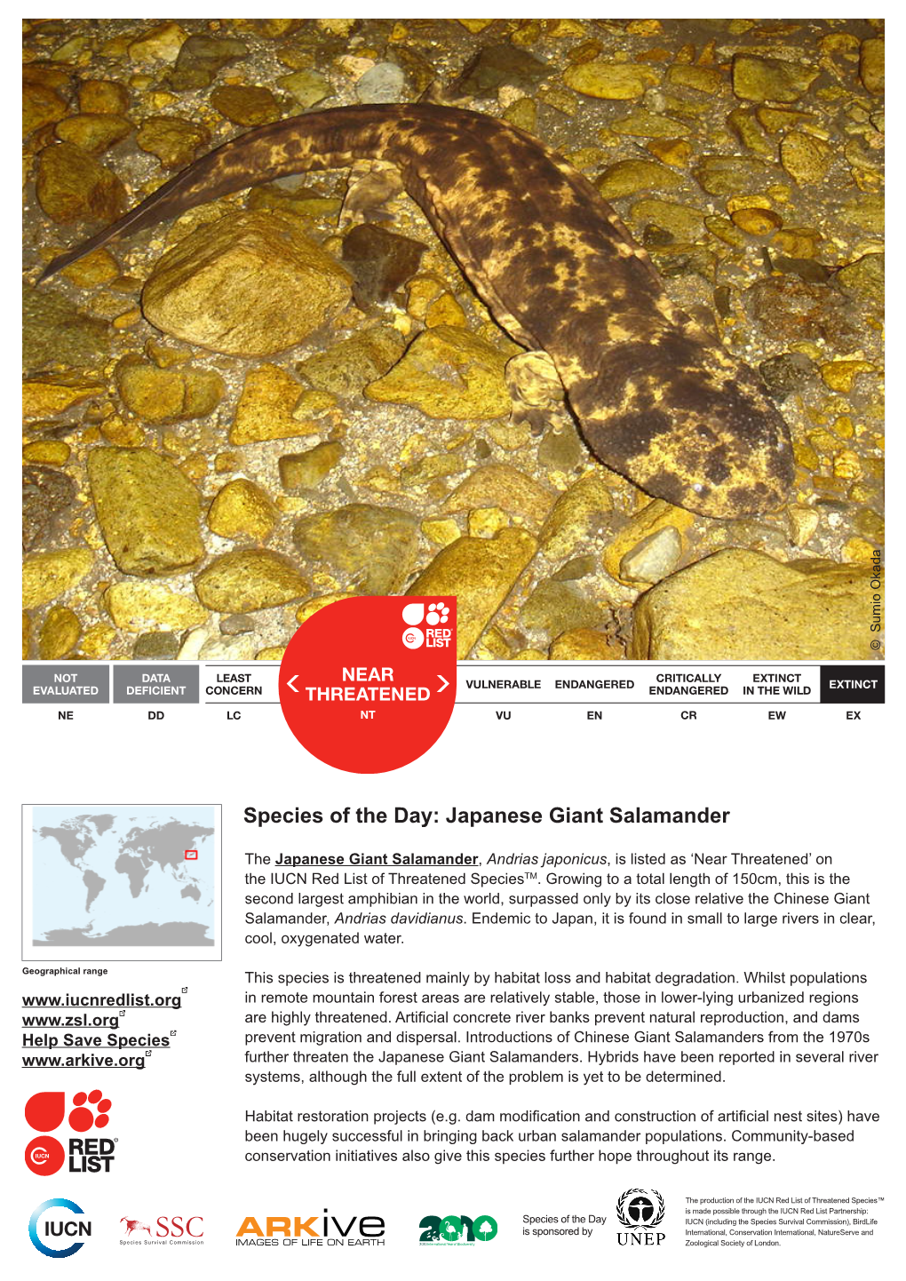 Species of the Day: Japanese Giant Salamander